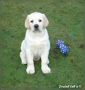 Joyful Lab's Bombastic Boy