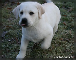 Joyful Lab's Bring Back Boy