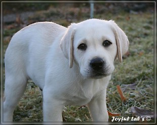 Joyful Lab's Bring Back Boy