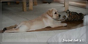 Joyful Lab's Bubbly Girl