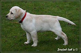 Joyful Lab's Bubbly Girl