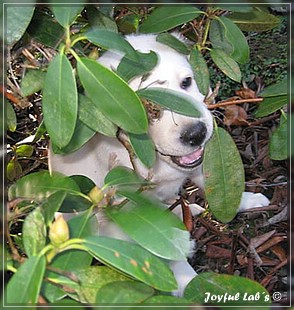 Joyful Labs Brilliant Girl